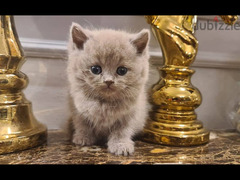 British Shorthair lilac - 3