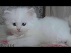قطط شيرازي هيمالايا للبيع  بسعر 490 - 4