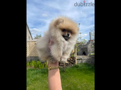 Pomeranian Dog Female - Sable Color SUPER QUALITY - 4
