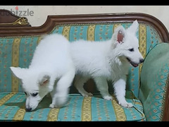 جيرمان أبيض للبيع White German Shepherd for sale - 4