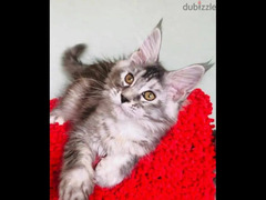 Maine Coon Kitten Male From Russia - 4