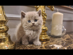 British Shorthair lilac - 4