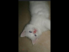 قطط شيرازي هيمالايا للبيع  بسعر 490 - 5