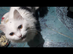 قطه للتبني شرازي
