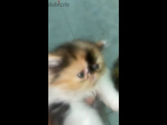 اجمل قطط كاليكو وبرشن - 1