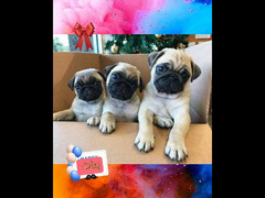 أخر 3 بنات بج pug حجم ميني بوكت مستوا عالي بيوررر