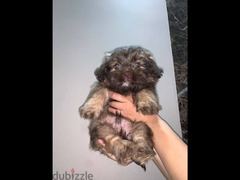 small dog havanese puppy