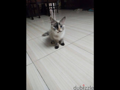 قطط هيمالايا شوكليت وهيمالايا اورنج - 2