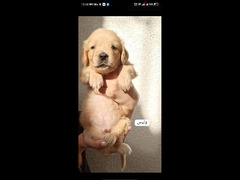 golden retriever puppies male and female - 2