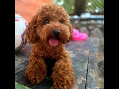Toy Poodle female Red brown
