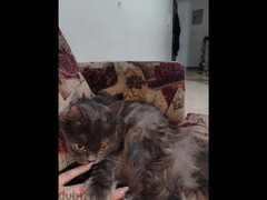 قطه شيرازي - 2