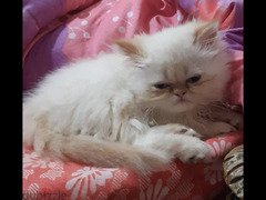 قطة هيمالايا جميلة للبيع فى سيدى جابر الاسكندرية - 1