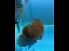 5 discus fish + 20 Tetra Skirt fish - 2