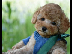 Females Toy Poodle From Russia - 2