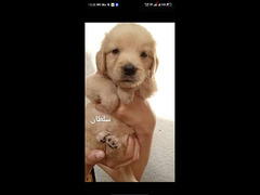 golden retriever puppies male and female - 3