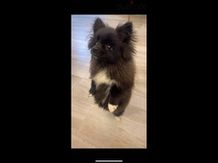 Pomeranian dog for sale