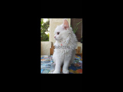 للبيع قطط شيرازي بيور - 3