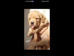 golden retriever puppies male and female - 3
