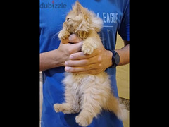 fluffy kitten - 1