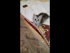 قطط شيرازي سن شهر ونص