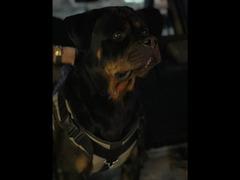 كلب  روت وايلر - مستوى ممتاز - تقليب عالى - طاعه و حراسه وشراسه  100%