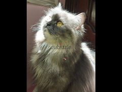قطة شيرازي بيور - 1