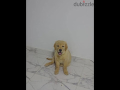 Golden retriever puppy - 2