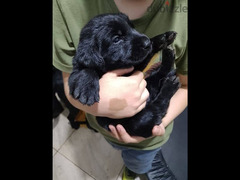 Labrador puppies - 2