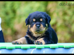 Rottweiler puppies Males From Russia
