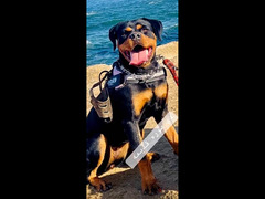 روت والير  // rottweiler - 3