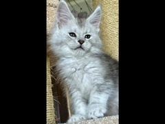 Maine Coon Cat with green eyes , Shaded line From Russia
