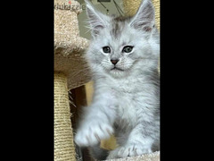 Maine Coon Cat with green eyes , Shaded line From Russia - 2