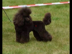 Miniature Poodle female Fci chocolate from Russia - 2