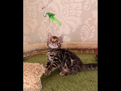 Bengal Kittens of bright Color with documents from Russia