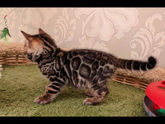 Bengal Kittens of bright Color with documents from Russia - 2
