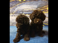 Toy Poodle Chocolate FCI documents Girl From Russia - 2