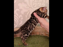 Bengal Kittens of bright Color with documents from Russia - 3