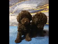 Toy Poodle Chocolate FCI documents Girl From Russia - 3