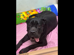 cane corso دكر كاني كورسو للجواز - 3