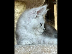 Maine Coon Cat with green eyes , Shaded line From Russia - 3