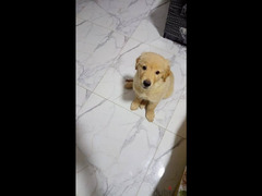 Golden retriever puppy - 3