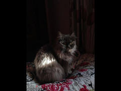 قطة شيرازي بيور - 3