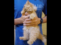 fluffy kitten - 3