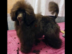 Miniature Poodle female Fci chocolate from Russia - 3
