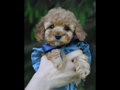 Females Toy Poodle From Russia - 3