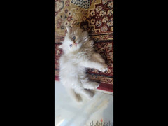 قطة هيمالايا اورانج هاف بيكي - 2