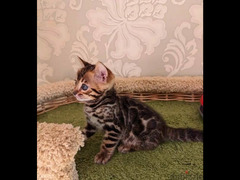 Bengal Kittens of bright Color with documents from Russia - 4