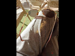 نظارة شمس بوليس ايطالي أصلية طلاء ذهب - 4