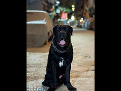 cane corso دكر كاني كورسو للجواز - 4