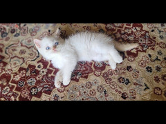 قطة هيمالايا اورانج هاف بيكي - 4